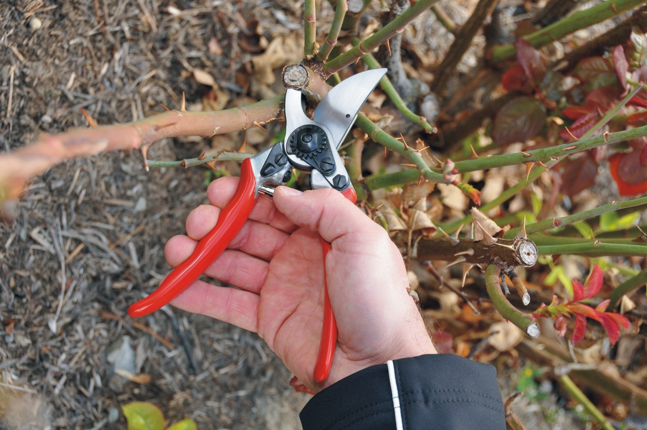 Felco 11 Ψαλίδι κλαδέματος - Image 2